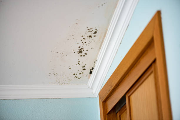 Trusted Orland, CA Mold Removal Experts