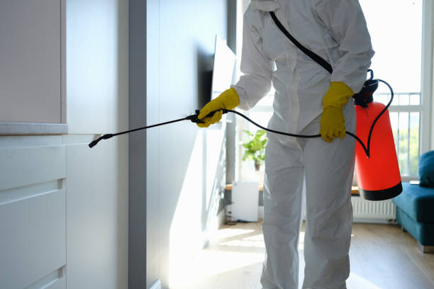 Best Attic Mold Removal  in Orland, CA