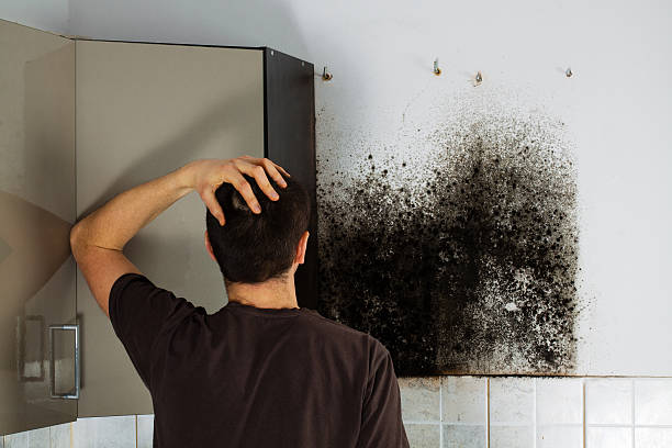 Best Affordable Mold Removal  in Orland, CA