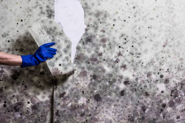 Best Mold Testing  in Orland, CA