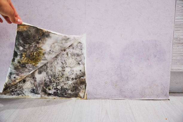 Best Best Mold Removal Companies  in Orland, CA